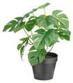 Konstväxt Monstera 32 cm DAY